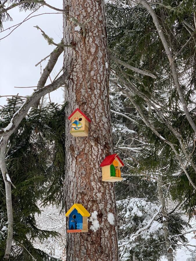 Апарт-отели Bakuriani House in Forest Бакуриани
