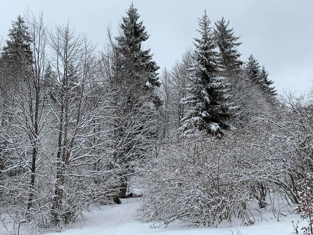 Апарт-отели Bakuriani House in Forest Бакуриани